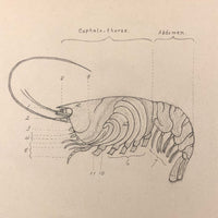 Eva Ferguson's Late 19th Century Drawing Book with Very Lovely and Precise Biology Drawings