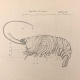 Eva Ferguson's Late 19th Century Drawing Book with Very Lovely and Precise Biology Drawings