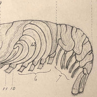 Eva Ferguson's Late 19th Century Drawing Book with Very Lovely and Precise Biology Drawings