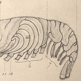 Eva Ferguson's Late 19th Century Drawing Book with Very Lovely and Precise Biology Drawings