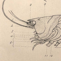 Eva Ferguson's Late 19th Century Drawing Book with Very Lovely and Precise Biology Drawings