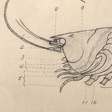 Eva Ferguson's Late 19th Century Drawing Book with Very Lovely and Precise Biology Drawings