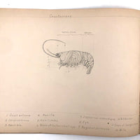 Eva Ferguson's Late 19th Century Drawing Book with Very Lovely and Precise Biology Drawings