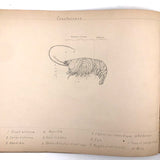 Eva Ferguson's Late 19th Century Drawing Book with Very Lovely and Precise Biology Drawings