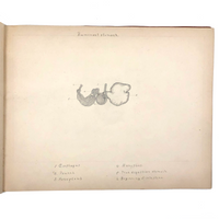 Eva Ferguson's Late 19th Century Drawing Book with Very Lovely and Precise Biology Drawings