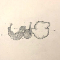 Eva Ferguson's Late 19th Century Drawing Book with Very Lovely and Precise Biology Drawings