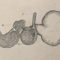 Eva Ferguson's Late 19th Century Drawing Book with Very Lovely and Precise Biology Drawings