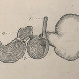 Eva Ferguson's Late 19th Century Drawing Book with Very Lovely and Precise Biology Drawings