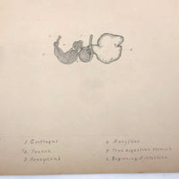 Eva Ferguson's Late 19th Century Drawing Book with Very Lovely and Precise Biology Drawings