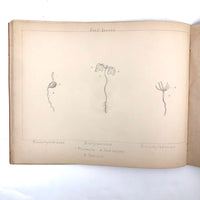 Eva Ferguson's Late 19th Century Drawing Book with Very Lovely and Precise Biology Drawings