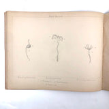 Eva Ferguson's Late 19th Century Drawing Book with Very Lovely and Precise Biology Drawings