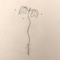 Eva Ferguson's Late 19th Century Drawing Book with Very Lovely and Precise Biology Drawings