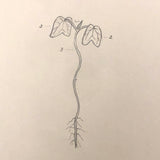 Eva Ferguson's Late 19th Century Drawing Book with Very Lovely and Precise Biology Drawings