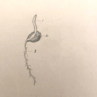 Eva Ferguson's Late 19th Century Drawing Book with Very Lovely and Precise Biology Drawings