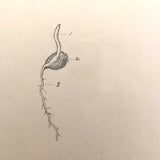 Eva Ferguson's Late 19th Century Drawing Book with Very Lovely and Precise Biology Drawings