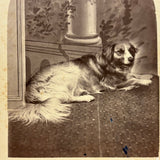 Unusual (and Very Painterly) Hybrid: 19th Century Albumen Cabinet Card Photo of Dog with Painted Backdrop