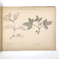 Eva Ferguson's Late 19th Century Drawing Book with Very Lovely and Precise Biology Drawings