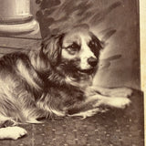 Unusual (and Very Painterly) Hybrid: 19th Century Albumen Cabinet Card Photo of Dog with Painted Backdrop