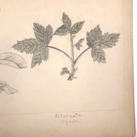 Eva Ferguson's Late 19th Century Drawing Book with Very Lovely and Precise Biology Drawings