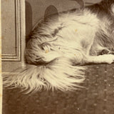 Unusual (and Very Painterly) Hybrid: 19th Century Albumen Cabinet Card Photo of Dog with Painted Backdrop