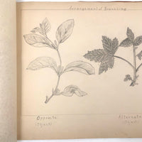 Eva Ferguson's Late 19th Century Drawing Book with Very Lovely and Precise Biology Drawings