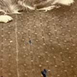 Unusual (and Very Painterly) Hybrid: 19th Century Albumen Cabinet Card Photo of Dog with Painted Backdrop