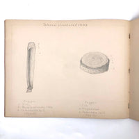 Eva Ferguson's Late 19th Century Drawing Book with Very Lovely and Precise Biology Drawings