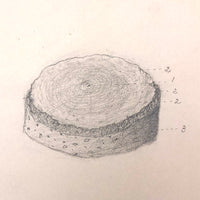 Eva Ferguson's Late 19th Century Drawing Book with Very Lovely and Precise Biology Drawings