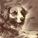 Unusual (and Very Painterly) Hybrid: 19th Century Albumen Cabinet Card Photo of Dog with Painted Backdrop