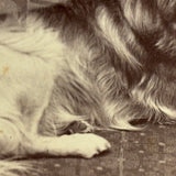 Unusual (and Very Painterly) Hybrid: 19th Century Albumen Cabinet Card Photo of Dog with Painted Backdrop