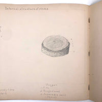 Eva Ferguson's Late 19th Century Drawing Book with Very Lovely and Precise Biology Drawings