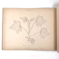 Eva Ferguson's Late 19th Century Drawing Book with Very Lovely and Precise Biology Drawings