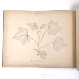 Eva Ferguson's Late 19th Century Drawing Book with Very Lovely and Precise Biology Drawings