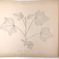 Eva Ferguson's Late 19th Century Drawing Book with Very Lovely and Precise Biology Drawings