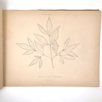 Eva Ferguson's Late 19th Century Drawing Book with Very Lovely and Precise Biology Drawings