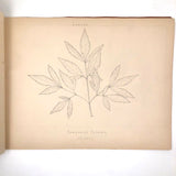 Eva Ferguson's Late 19th Century Drawing Book with Very Lovely and Precise Biology Drawings
