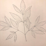 Eva Ferguson's Late 19th Century Drawing Book with Very Lovely and Precise Biology Drawings