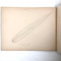 Eva Ferguson's Late 19th Century Drawing Book with Very Lovely and Precise Biology Drawings