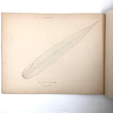 Eva Ferguson's Late 19th Century Drawing Book with Very Lovely and Precise Biology Drawings