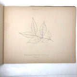 Eva Ferguson's Late 19th Century Drawing Book with Very Lovely and Precise Biology Drawings