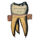 Scarce and Very Lovely Early 20th Century G. Eisenmenger Anatomical Paper Model of a Molar!