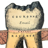 Scarce and Very Lovely Early 20th Century G. Eisenmenger Anatomical Paper Model of a Molar!