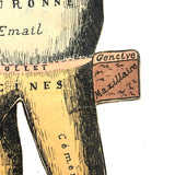 Scarce and Very Lovely Early 20th Century G. Eisenmenger Anatomical Paper Model of a Molar!