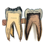 Scarce and Very Lovely Early 20th Century G. Eisenmenger Anatomical Paper Model of a Molar!