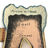 Scarce and Very Lovely Early 20th Century G. Eisenmenger Anatomical Paper Model of a Molar!