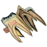 Scarce and Very Lovely Early 20th Century G. Eisenmenger Anatomical Paper Model of a Molar!
