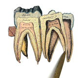 Scarce and Very Lovely Early 20th Century G. Eisenmenger Anatomical Paper Model of a Molar!
