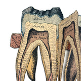 Scarce and Very Lovely Early 20th Century G. Eisenmenger Anatomical Paper Model of a Molar!