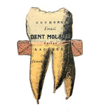 Scarce and Very Lovely Early 20th Century G. Eisenmenger Anatomical Paper Model of a Molar!