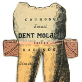 Scarce and Very Lovely Early 20th Century G. Eisenmenger Anatomical Paper Model of a Molar!